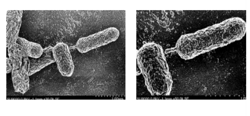 サイズを大きくして、体外に排出します