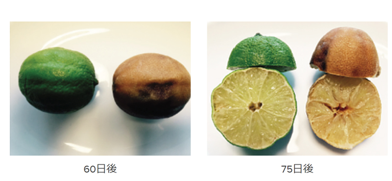 動植物の酸化や糖化を抑えます